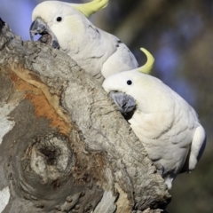 Cacatua galerita (Sulphur-crested Cockatoo) at Red Hill Nature Reserve - 10 Nov 2018 by BIrdsinCanberra