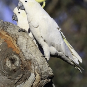 Cacatua galerita at Deakin, ACT - 11 Nov 2018 07:32 AM