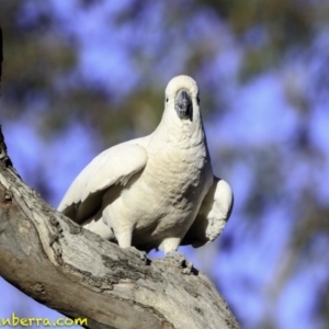 Cacatua galerita at Deakin, ACT - 11 Nov 2018 07:32 AM