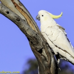 Cacatua galerita at Deakin, ACT - 11 Nov 2018 07:32 AM