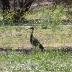 Threskiornis spinicollis (Straw-necked Ibis) at Red Hill to Yarralumla Creek - 11 Nov 2018 by JackyF