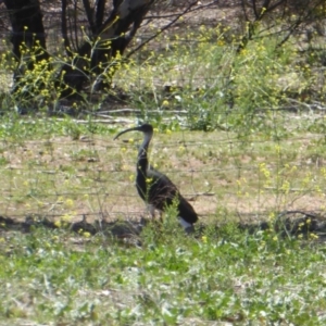 Threskiornis spinicollis at Hughes, ACT - 11 Nov 2018