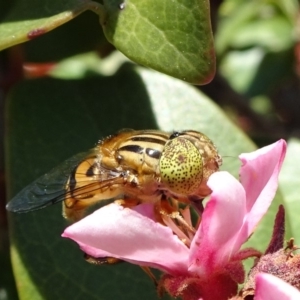 Eristalinus punctulatus at Molonglo Valley, ACT - 11 Nov 2018 11:24 AM