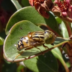 Eristalinus punctulatus at Molonglo Valley, ACT - 11 Nov 2018