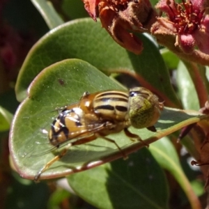 Eristalinus punctulatus at Molonglo Valley, ACT - 11 Nov 2018 11:24 AM