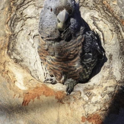 Callocephalon fimbriatum (Gang-gang Cockatoo) at Red Hill Nature Reserve - 10 Nov 2018 by BIrdsinCanberra