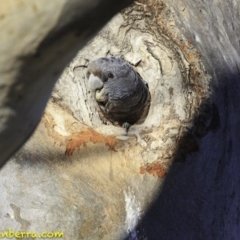 Callocephalon fimbriatum at Deakin, ACT - 11 Nov 2018