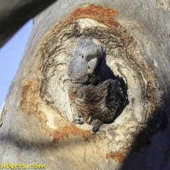 Callocephalon fimbriatum at Deakin, ACT - suppressed
