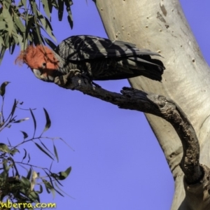 Callocephalon fimbriatum at Deakin, ACT - 11 Nov 2018