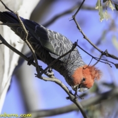 Callocephalon fimbriatum (Gang-gang Cockatoo) at Red Hill Nature Reserve - 10 Nov 2018 by BIrdsinCanberra