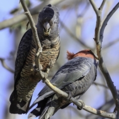 Callocephalon fimbriatum at Deakin, ACT - suppressed