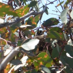 Manorina melanocephala (Noisy Miner) at Mount Mugga Mugga - 11 Nov 2018 by Mike