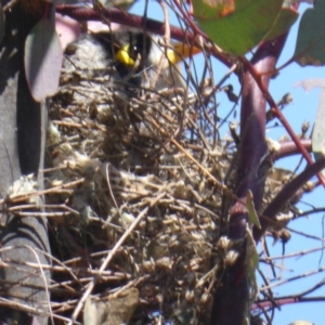 Manorina melanocephala at Symonston, ACT - 11 Nov 2018