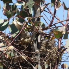 Manorina melanocephala at Symonston, ACT - 11 Nov 2018 02:02 PM