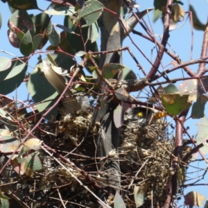 Manorina melanocephala at Symonston, ACT - 11 Nov 2018