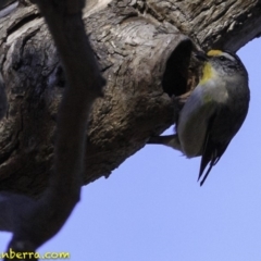 Pardalotus striatus at Deakin, ACT - 11 Nov 2018 07:44 AM