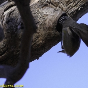 Pardalotus striatus at Deakin, ACT - 11 Nov 2018 07:44 AM