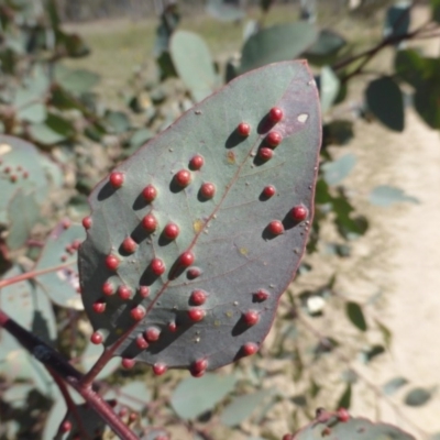 Ophelimus maskellii (Eucalyptus Gall Wasp) at Mount Mugga Mugga - 11 Nov 2018 by Mike