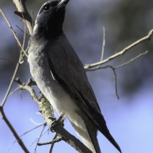 Coracina novaehollandiae at Deakin, ACT - 11 Nov 2018