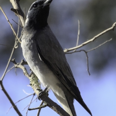 Coracina novaehollandiae (Black-faced Cuckooshrike) at Deakin, ACT - 11 Nov 2018 by JonSteinbeck
