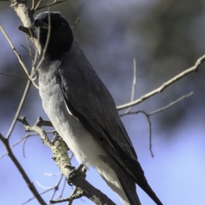 Coracina novaehollandiae at Deakin, ACT - 11 Nov 2018