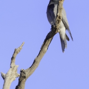 Coracina novaehollandiae at Deakin, ACT - 11 Nov 2018