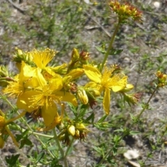 Hypericum perforatum (St John's Wort) at Mount Mugga Mugga - 11 Nov 2018 by Mike