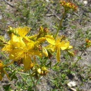 Hypericum perforatum at Symonston, ACT - 11 Nov 2018 02:40 PM