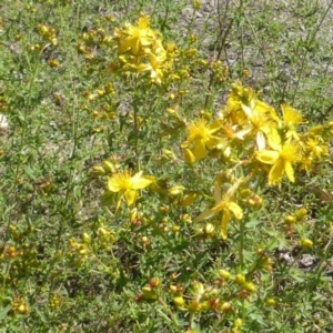 Hypericum perforatum at Symonston, ACT - 11 Nov 2018 02:40 PM