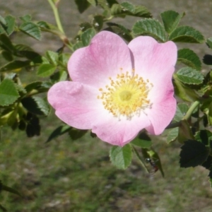 Rosa rubiginosa at Symonston, ACT - 11 Nov 2018