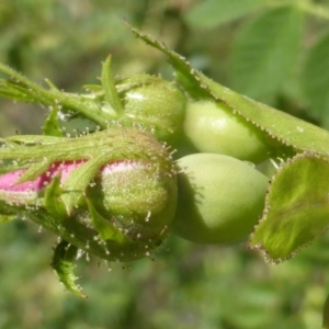 Rosa rubiginosa at Symonston, ACT - 11 Nov 2018