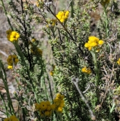 Chrysocephalum semipapposum (Clustered Everlasting) at Deakin, ACT - 10 Nov 2018 by JackyF