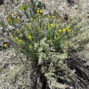 Chrysocephalum semipapposum at Deakin, ACT - 11 Nov 2018 10:56 AM