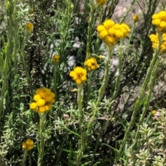 Chrysocephalum semipapposum at Deakin, ACT - 11 Nov 2018 10:56 AM