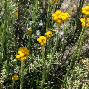 Chrysocephalum semipapposum at Deakin, ACT - 11 Nov 2018