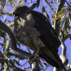 Tachyspiza fasciata (Brown Goshawk) at Deakin, ACT - 11 Nov 2018 by BIrdsinCanberra