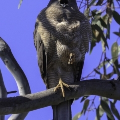 Tachyspiza fasciata at Deakin, ACT - 11 Nov 2018