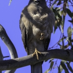 Tachyspiza fasciata at Deakin, ACT - 11 Nov 2018