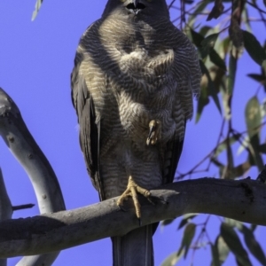 Accipiter fasciatus at Deakin, ACT - 11 Nov 2018