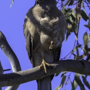 Tachyspiza fasciata at Deakin, ACT - 11 Nov 2018