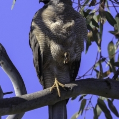 Tachyspiza fasciata at Deakin, ACT - 11 Nov 2018