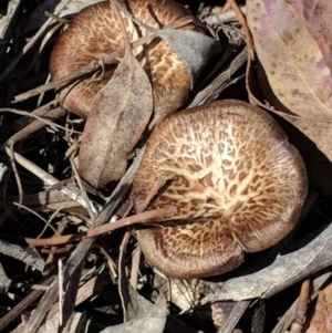 Lentinus arcularius at Hughes, ACT - 11 Nov 2018