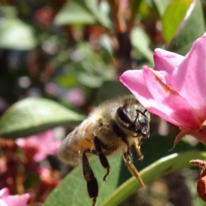 Apis mellifera at Molonglo Valley, ACT - 11 Nov 2018 11:25 AM