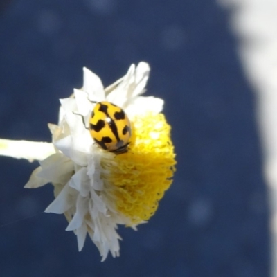 Coccinella transversalis (Transverse Ladybird) at Molonglo Valley, ACT - 11 Nov 2018 by JanetRussell