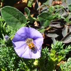 Apis mellifera (European honey bee) at National Arboretum Forests - 11 Nov 2018 by JanetRussell