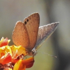 Erina hyacinthina (Varied Dusky-blue) at Tidbinbilla Nature Reserve - 11 Nov 2018 by JohnBundock