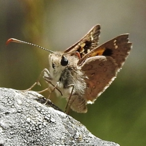 Trapezites phigalia at Paddys River, ACT - 11 Nov 2018