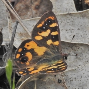 Argynnina cyrila at Paddys River, ACT - 11 Nov 2018