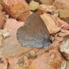 Candalides heathi (Rayed Blue) at Paddys River, ACT - 11 Nov 2018 by JohnBundock