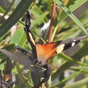 Vanessa itea at Paddys River, ACT - 11 Nov 2018